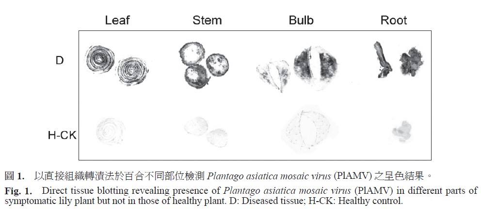 Direct tissue blotting revealing presence of Plantago asiatica mosaic virus (PlAMV) in different parts of symptomatic lily plant but not in those of healthy plant. D: Diseased tissue, H-CK: Healthy control.
